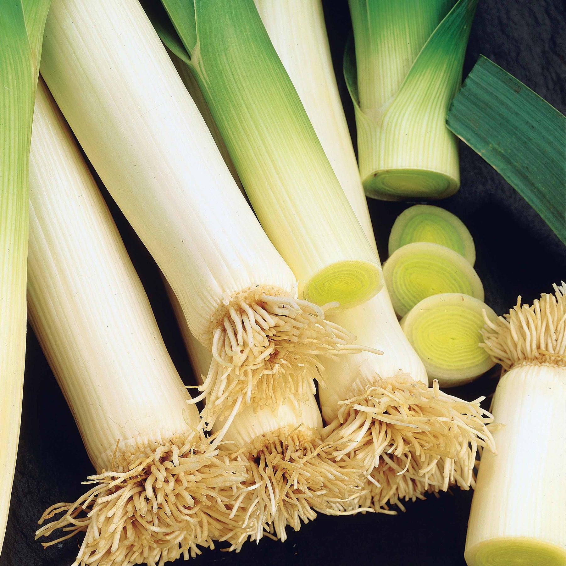 Poireau Malabare - Willemse