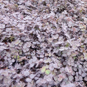 Betterave rouge De Détroit 2 race Tardel - Willemse