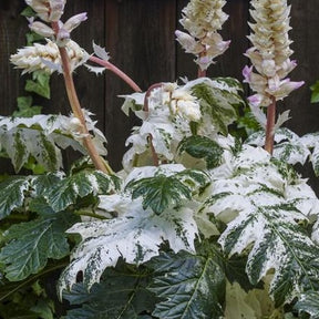 Betterave rouge De Détroit 2 race Tardel - Betterave rouge de détroit 2 race tardel - Willemse