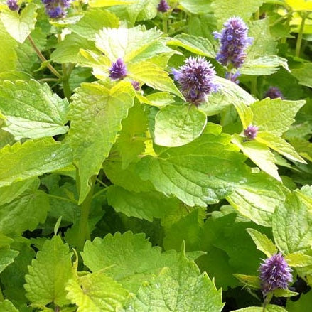 Betterave rouge de détroit 2 race tardel - Betterave rouge De Détroit 2 race Tardel - Graines de fruits et légumes