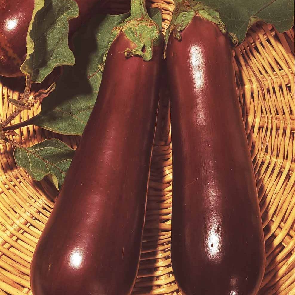 Aubergine Violette de Toulouse - Willemse