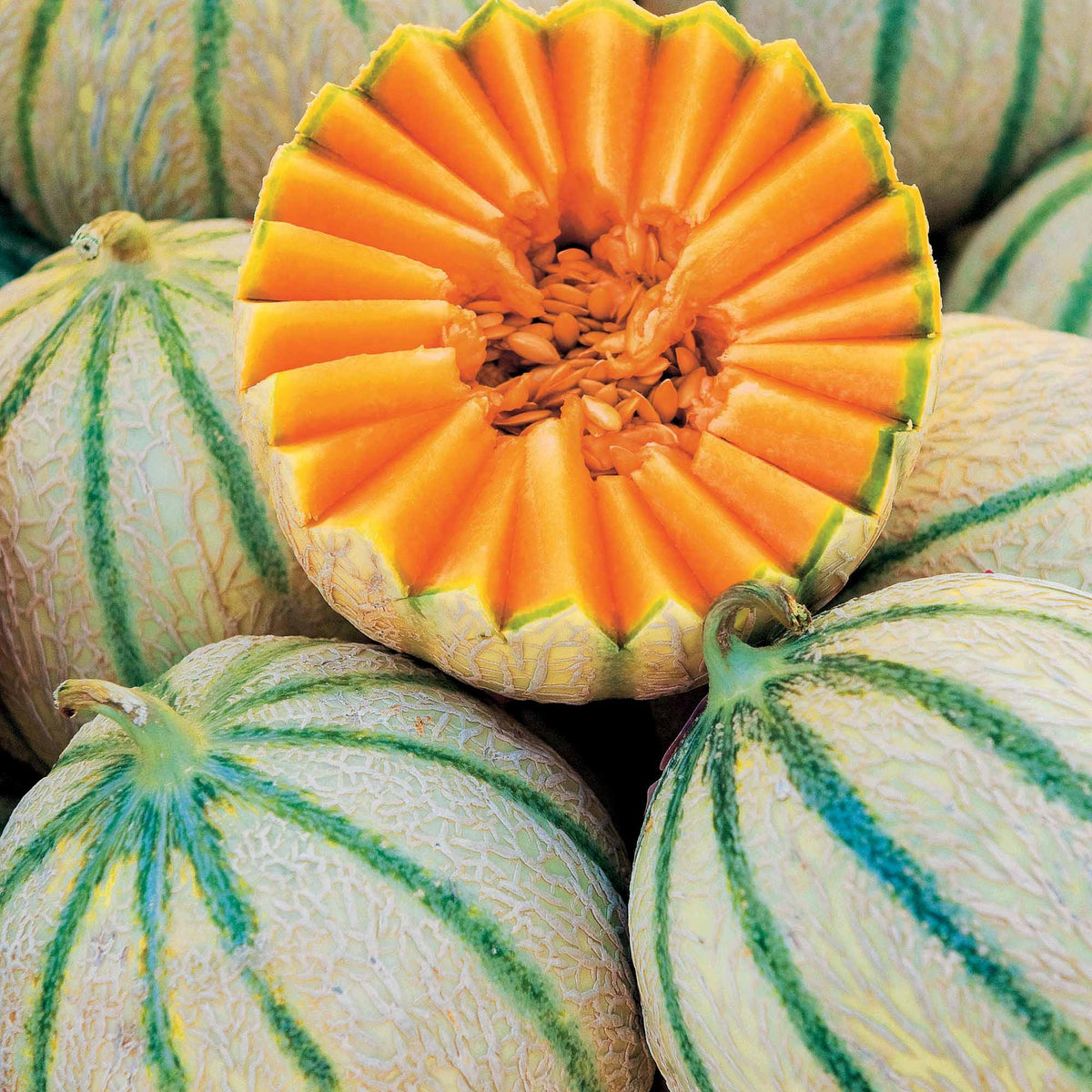 Melon Rubens F1 (Obt. Clause) - Willemse