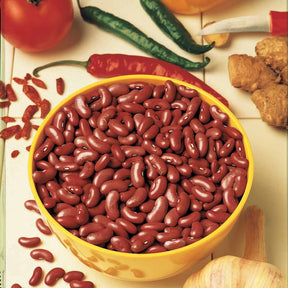 Haricot rouge Canadian Wonder - Phaseolus vulgaris rouge canadian wonder - Willemse