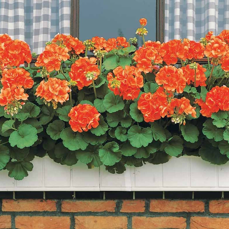 Géranium à massif orange F1 - Pelargonium zonal orange f1 - Willemse