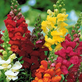Tapis de graines massif ensoleillé - 10 Tapis de graines Massif ensoleillé - Graines de fleurs
