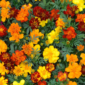 Graines de fleurs - 10 Tapis de graines Massif ensoleillé - Tapis de graines massif ensoleillé