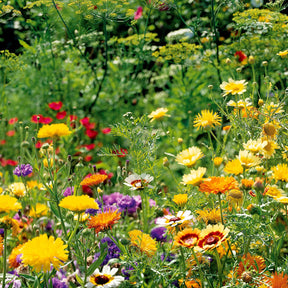 Mélange de fleurs spécial oiseaux - Willemse