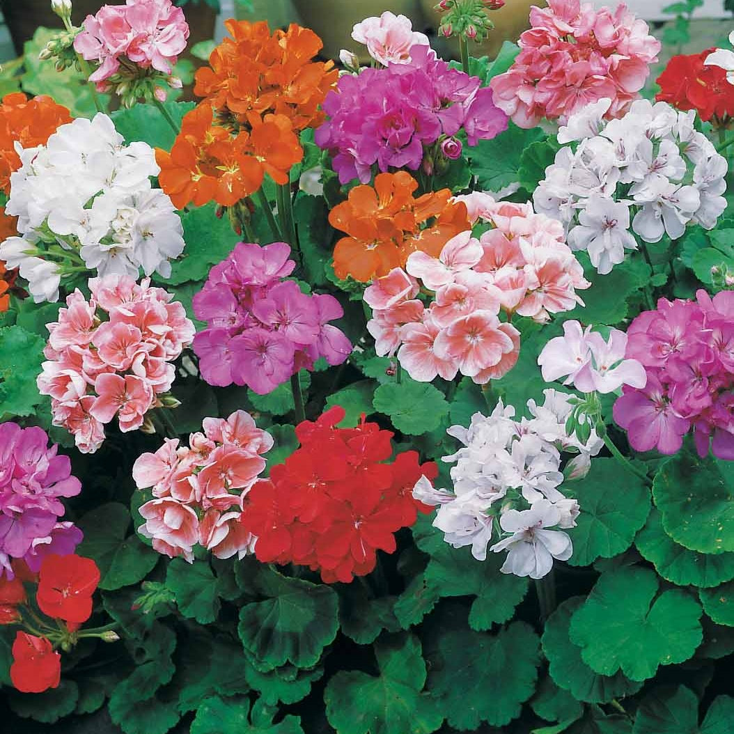 Géraniums à massif hybrides F2 en mélange - Willemse