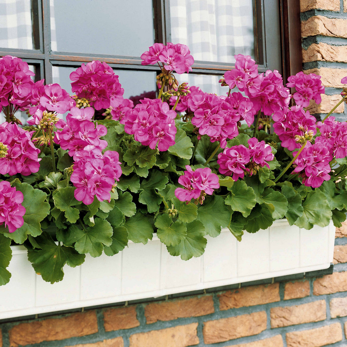 Géranium à massif violet F1 - Pelargonium zonale f1 - Willemse