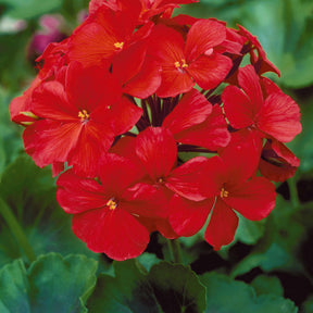 Pelargonium zonale f1 - Géranium à massif rouge F1 - Graines de fleurs