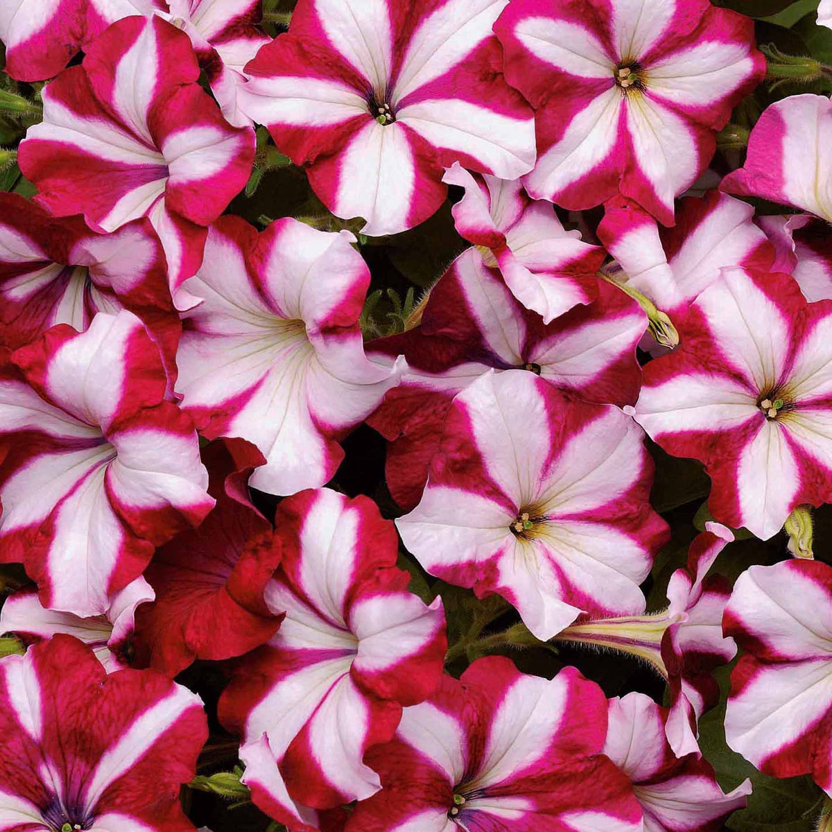 Pétunia retombant Easy Wave Burgundy Star F1 - Willemse