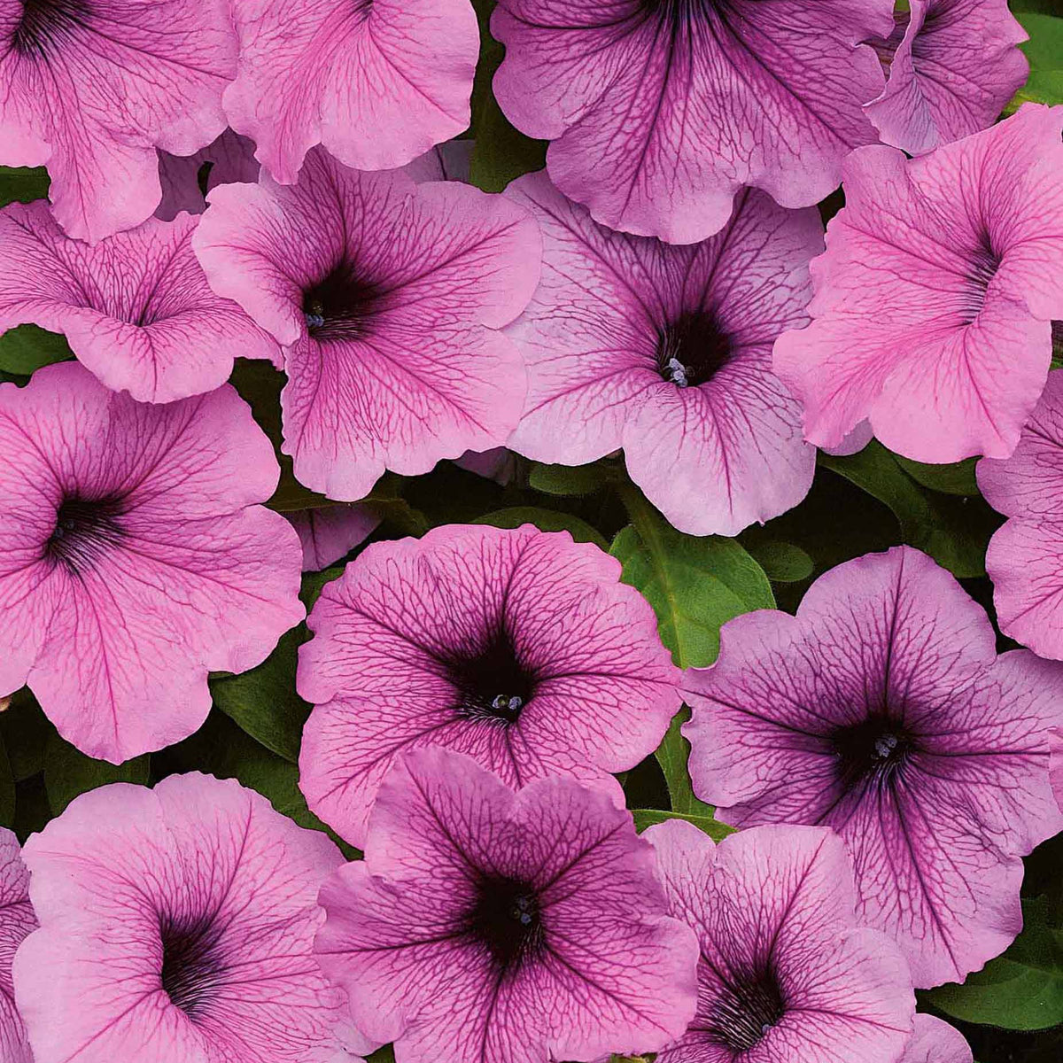 Pétunia retombant Easy Wave Pink Vein F1 - Willemse