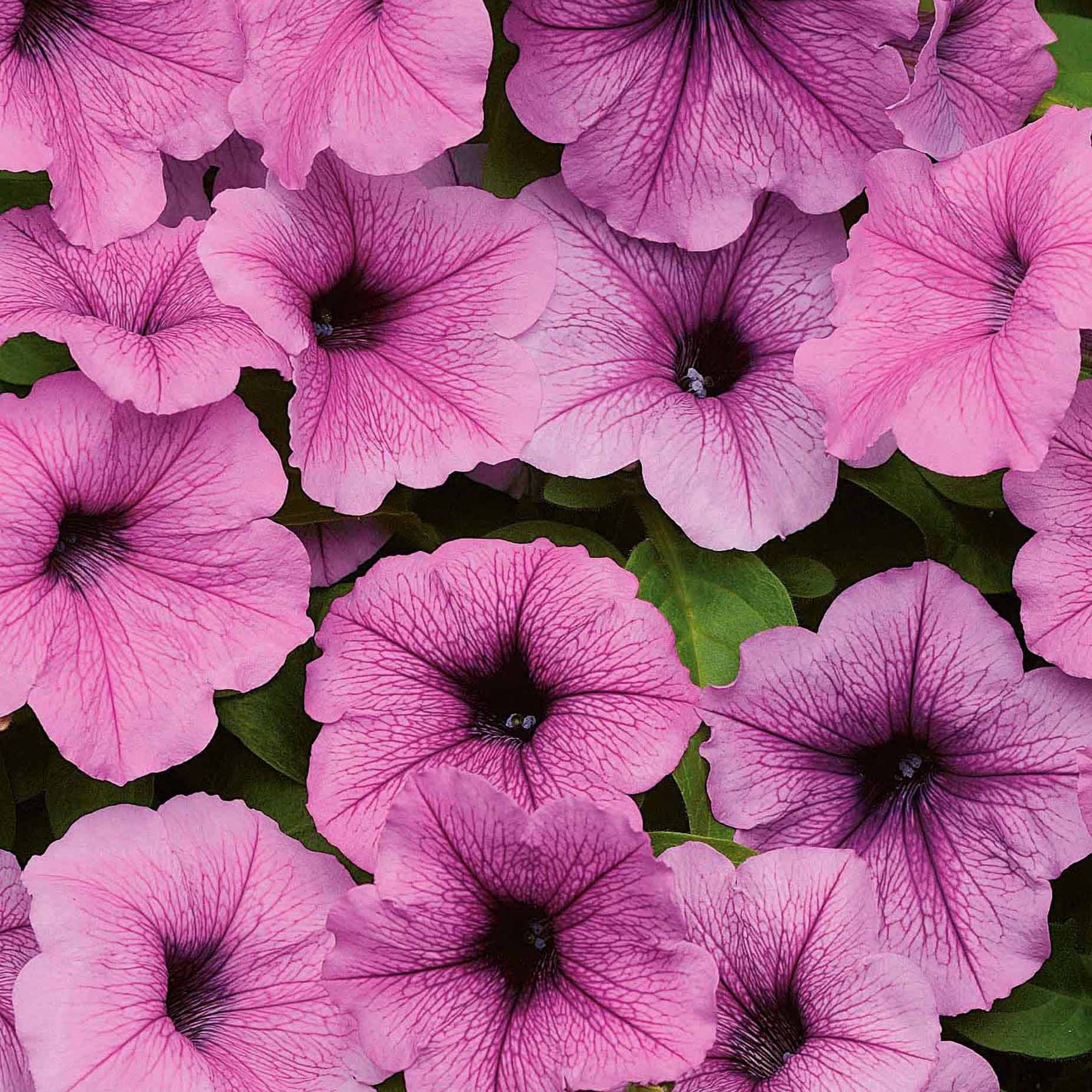 Pétunia retombant Easy Wave Pink Vein F1 - Willemse