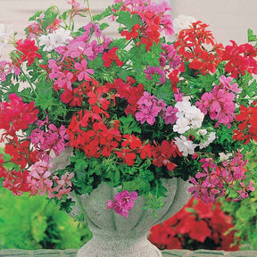 Géranium-lierre Summer shower F1 en mélange - Willemse