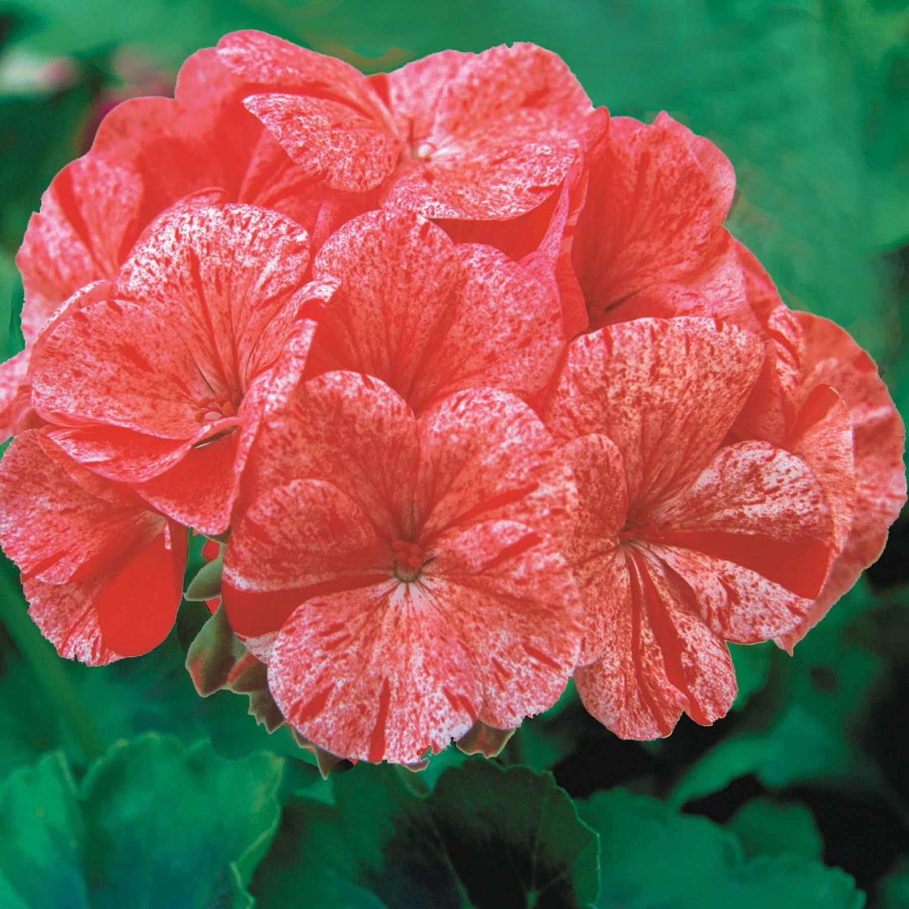 Géranium zonal Raspberry Ripple F1 - Willemse