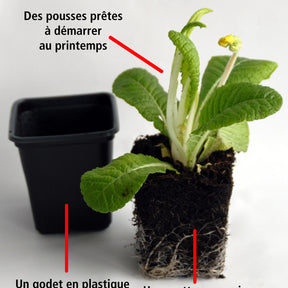 3 Primevères frangées Suzette en mélange - Primula suzette - Willemse