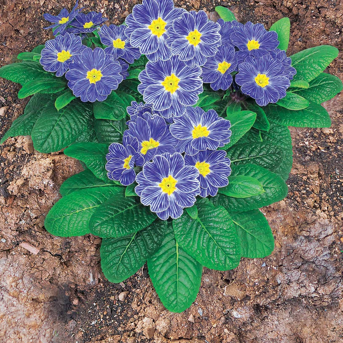 3 Primevères Zebra Blue - Willemse