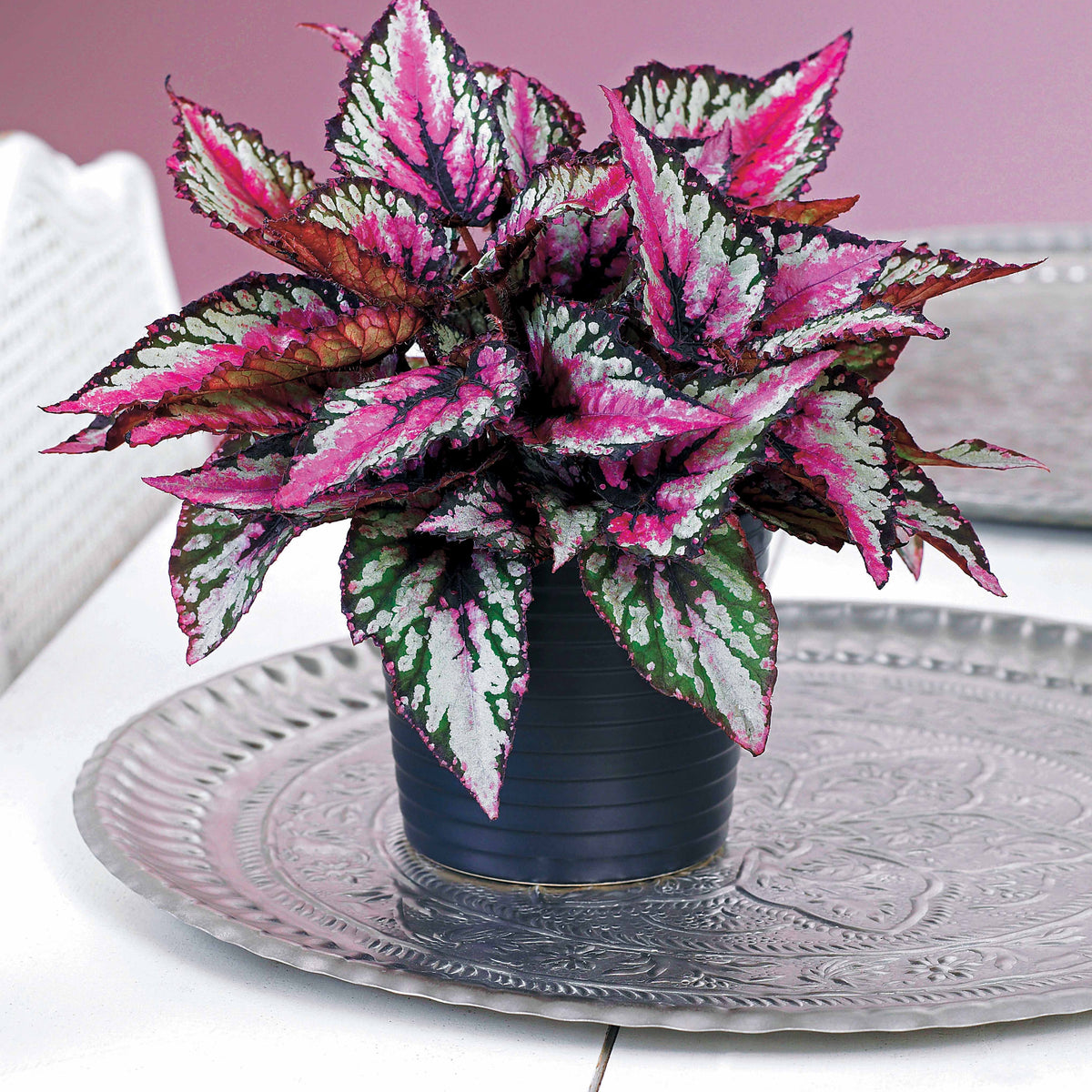 Bégonia royal - Willemse