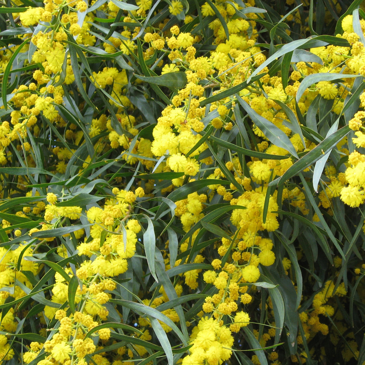 2 Mimosas des 4 saisons - Willemse