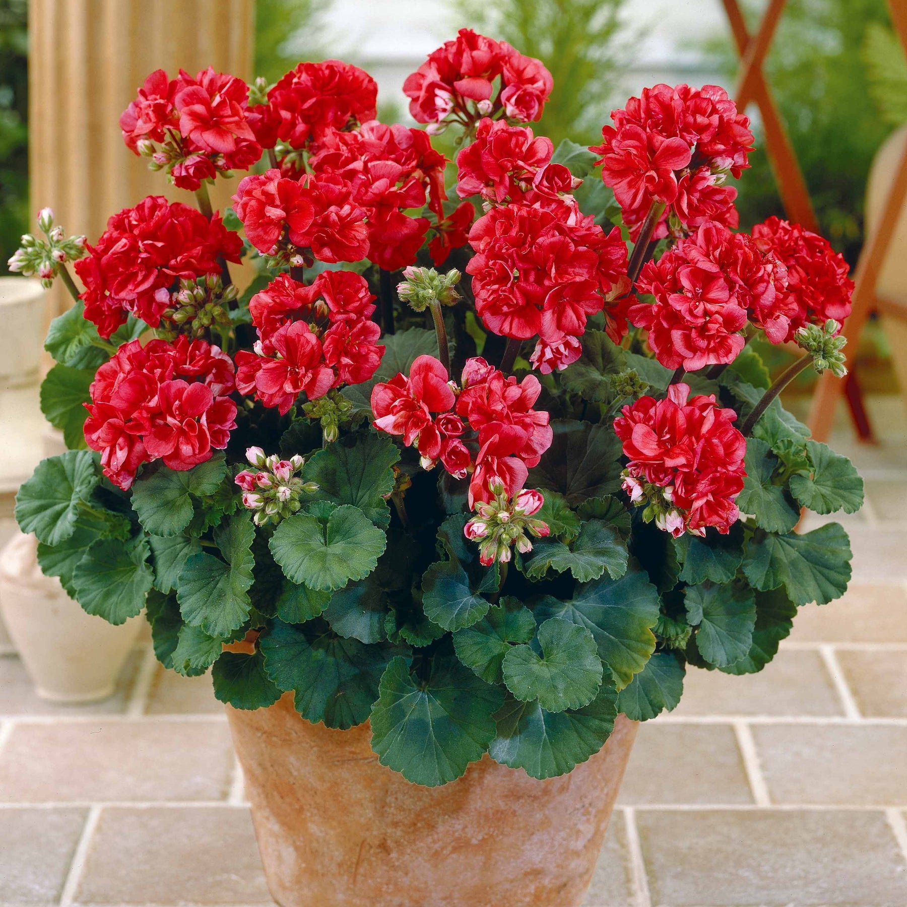 6 Géraniums à massifs rouges Toscana ® - Pelargonium zonale toscana ® - Willemse