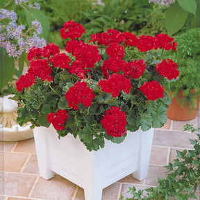 Pelargonium zonale toscana ® - 6 Géraniums à massifs rouges Toscana ® - Géranium de balcon