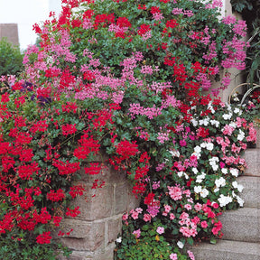 Géranium de balcon - 6 Géraniums-lierre rouges - Pelargonium peltatum