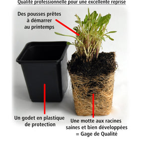 6 Géraniums-lierre rouges - Géranium de balcon - Willemse