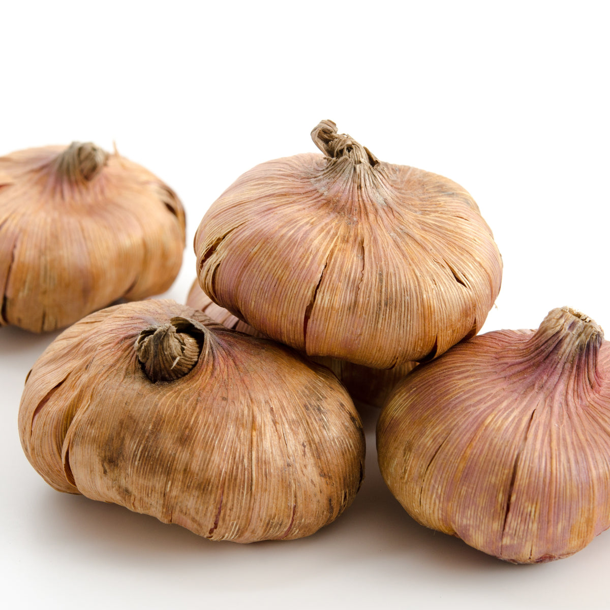 25 Glaïeuls Manteca - Gladiolus manteca - Willemse