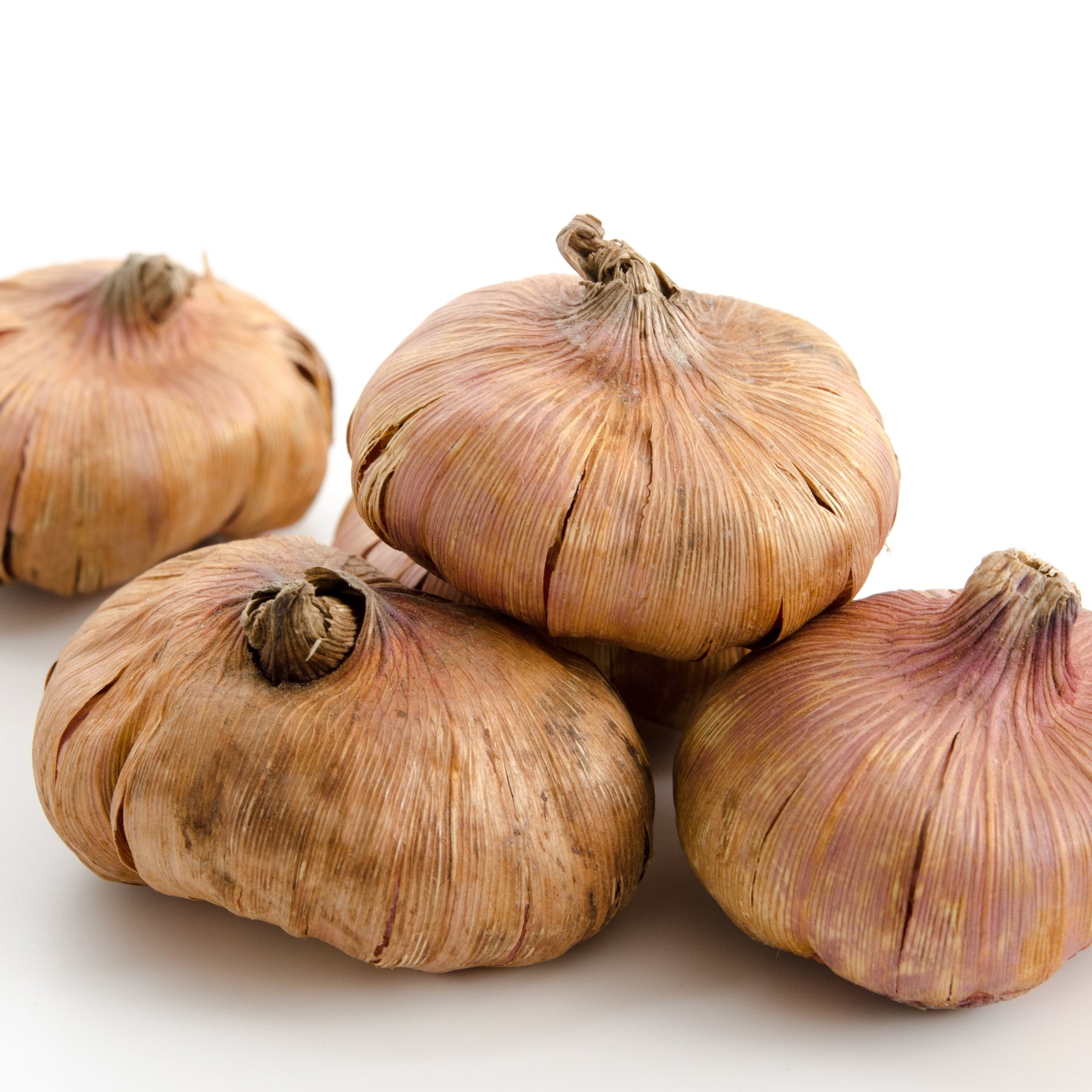 25 Glaïeuls Manteca - Gladiolus manteca - Willemse