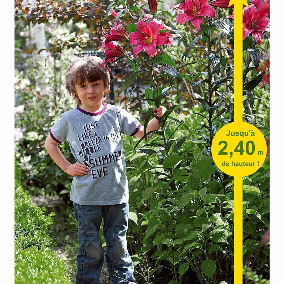 3 Lis Géants Purple Prince - Lilium ot purple prince - Willemse