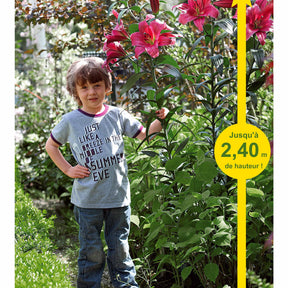 3 Lis Géants Purple Prince - Lilium ot purple prince - Willemse