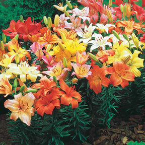 Lilium mid-century - 10 Lis asiatiques Mid-Century en mélange - Lis - Lys