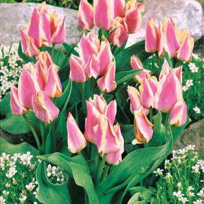 10 Tulipes Quebec - Willemse