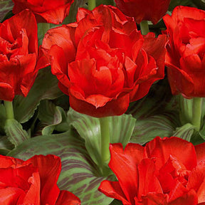 10 Tulipes Chaperon Rouge Double - Willemse