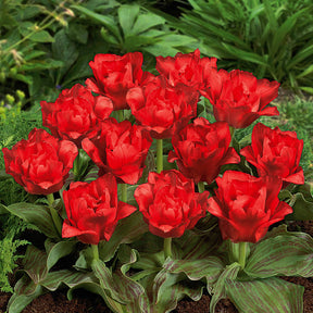 Tulipe - 10 Tulipes Chaperon Rouge Double - Tulipa greigii chaperon rouge double