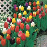 50 Tulipes à longues tiges en mélange - Willemse