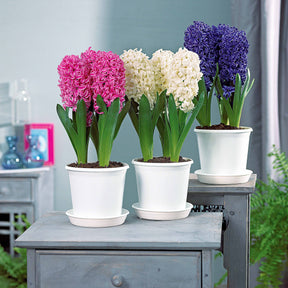 3 Jacinthes préparées bleues + pot blanc - Hyacinthus - Willemse