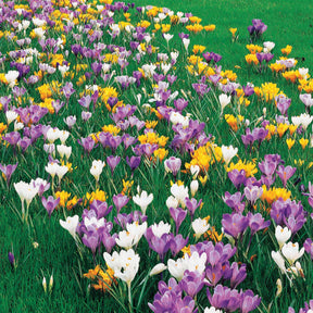 100 Crocus à grosses fleurs en mélange - Crocus vernus - Willemse