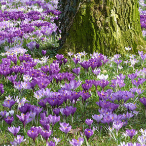 Crocus vernus - 100 Crocus à grosses fleurs en mélange - Crocus