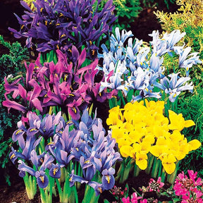 50 Iris miniatures en mélange - Willemse