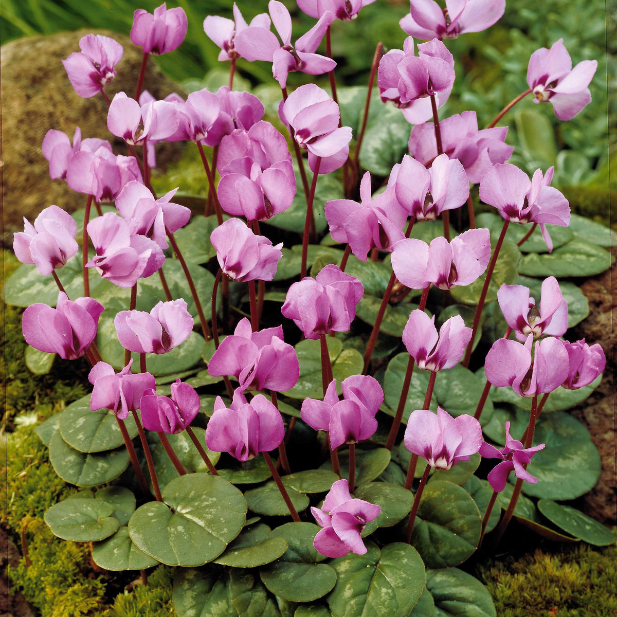 6 Cyclamens roses de l'île de Cos - Cyclamen cos - Willemse