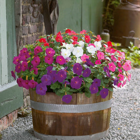 20 Achimènes en mélange - Willemse