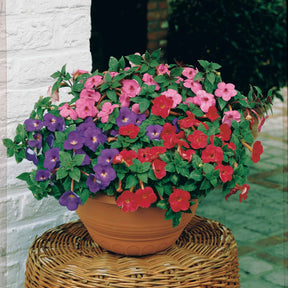 20 Achimènes en mélange - Achimenes - Willemse