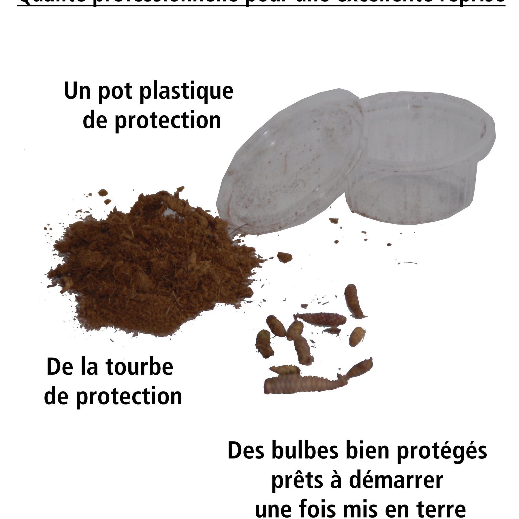 Achimenes - 20 Achimènes en mélange - Achimène