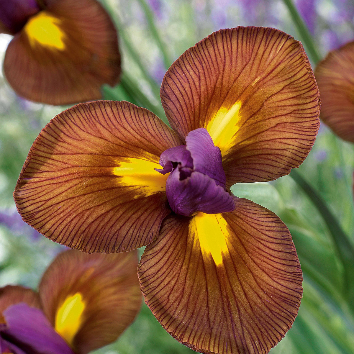 25 Iris de Hollande Lion King - Willemse