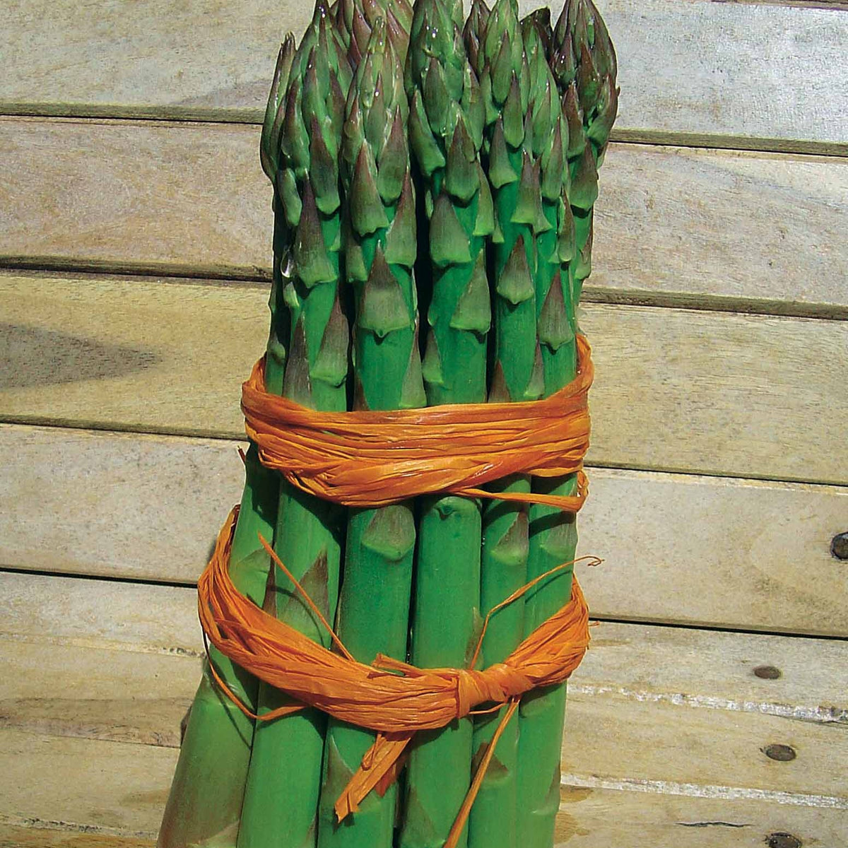 20 Asperges vertes Lima - Asparagus officinalis lima - Willemse