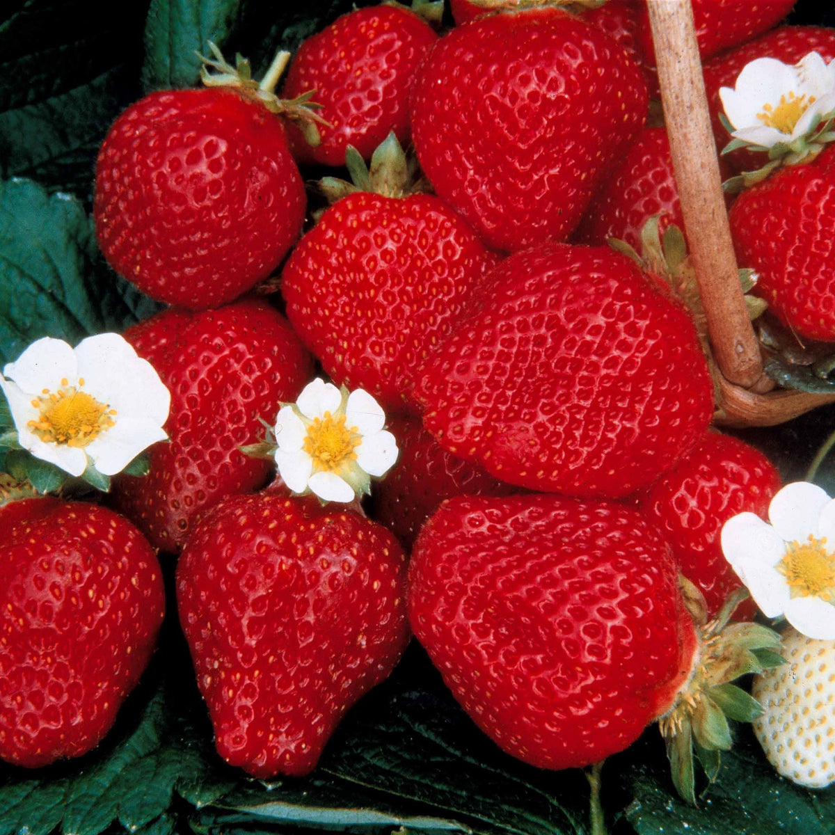 40 Fraisiers remontants Maestro ® COV 89.98.1 - Fragaria maestro ® - Willemse