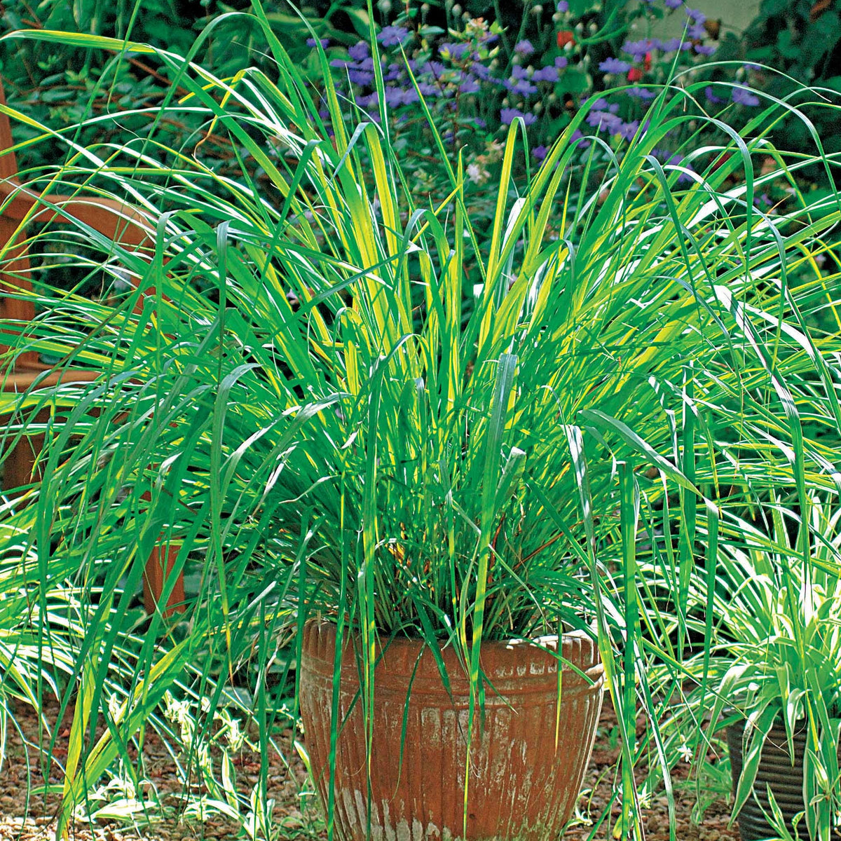 Citronnelle de Madagascar - Willemse