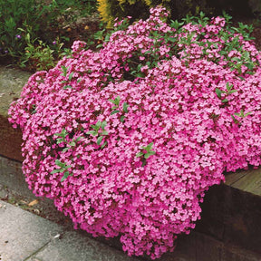 10 Saponaires ocymoides - Saponaria ocymoides - Willemse