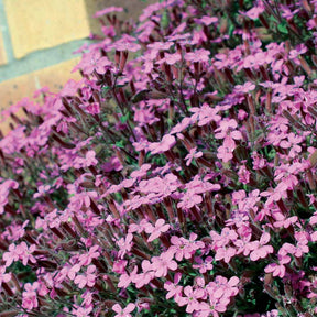 Saponaire - 10 Saponaires ocymoides - Saponaria ocymoides
